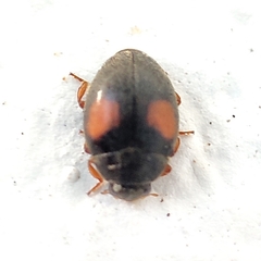 Scymnus frontalis