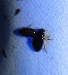 Tropisternus lateralis