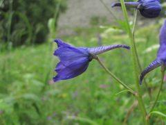 Delphinium flexuosum