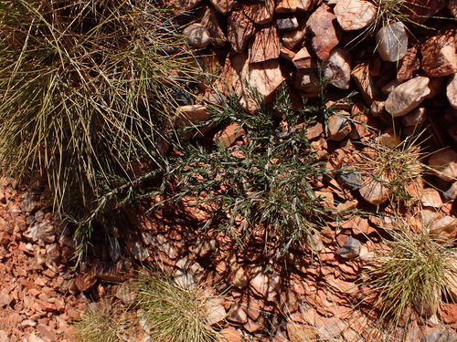 Image of Acacia estrophiolata by (c) Nina Kerr, some rights reserved (CC BY)