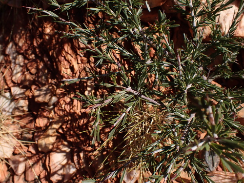 Image of Acacia estrophiolata by (c) Nina Kerr, some rights reserved (CC BY)