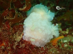 Doriopsilla pelseneeri