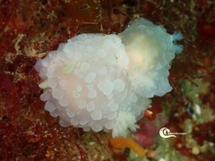 Doriopsilla pelseneeri