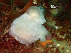 Doriopsilla pelseneeri