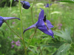 Delphinium flexuosum