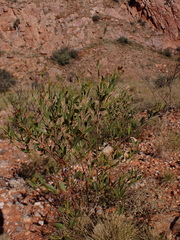 Dodonaea viscosa mucronata