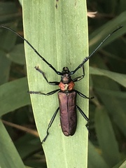Aromia moschata ambrosiaca