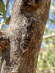 Cicada barbara