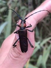 Aromia moschata ambrosiaca