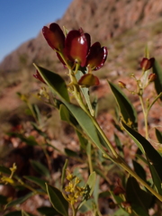 Dodonaea viscosa mucronata