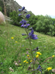 Delphinium flexuosum