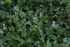 Episyrphus balteatus