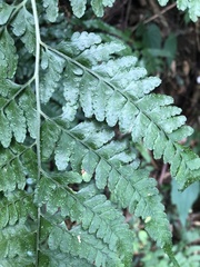 Microlepia obtusiloba