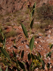 Dodonaea viscosa mucronata