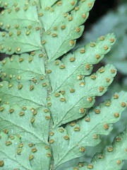 Microlepia obtusiloba