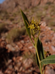 Dodonaea viscosa mucronata