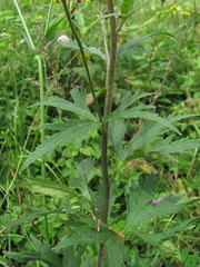 Delphinium flexuosum