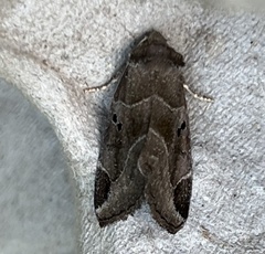 Plagiomimicus pityochromus