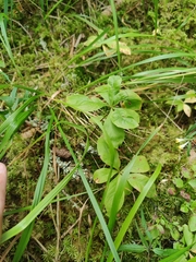 Lysimachia europaea