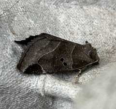 Plagiomimicus pityochromus