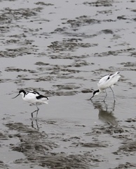 Recurvirostra avosetta