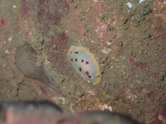 Goniobranchus tumuliferus
