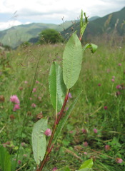 Salix kazbekensis