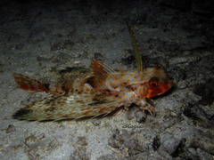 Dactyloptena orientalis