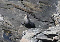 Arctocephalus tropicalis