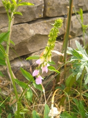 Galega officinalis