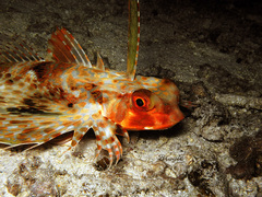 Dactyloptena orientalis