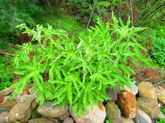 Roldana heracleifolia