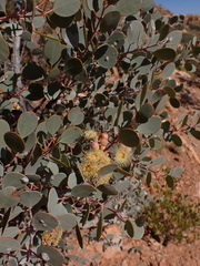 Eucalyptus minniritchi