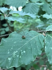 Leiobunum rotundum
