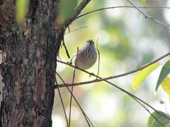 Acanthiza apicalis apicalis