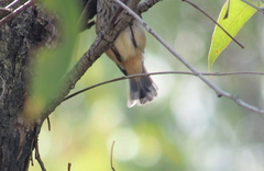 Acanthiza apicalis apicalis