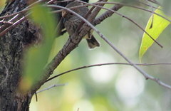 Acanthiza apicalis apicalis