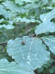 Leiobunum rotundum