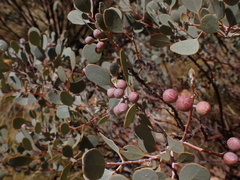 Eucalyptus minniritchi