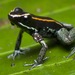 Rana Venenosa de Golfo Dulce - Photo (c) Josh Addesi, algunos derechos reservados (CC BY), subido por Josh Addesi