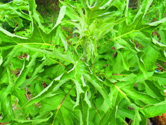 Roldana heracleifolia