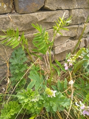 Galega officinalis