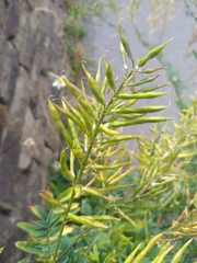 Galega officinalis