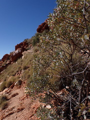 Eucalyptus minniritchi