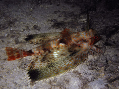 Dactyloptena orientalis