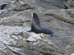 Arctocephalus tropicalis