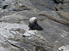 Arctocephalus tropicalis