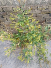 Galega officinalis