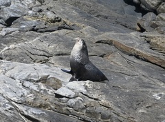 Arctocephalus tropicalis