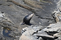 Arctocephalus tropicalis